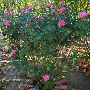 Le Perv Landscape - My roses blooming after pruning - Landscaping Near Me - San Diego, California Le Perv Landscape - My roses blooming after pruning - Landscaping Near Me - San Diego, California