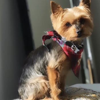 ACCESS Pasadena - Emergency Pet Hospital Near Me - Pasadena, California