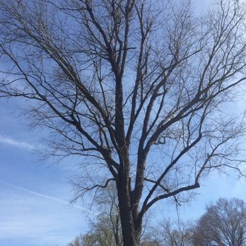Cardinal Tree Care - Before - Tree Services Near Me - Dumfries, Virginia Cardinal Tree Care - Before - Tree Services Near Me - Dumfries, Virginia