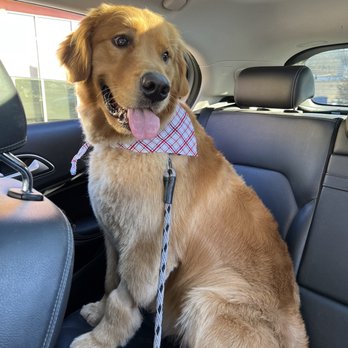 Groomer Has It - His leg was previously shaved in a small spot from being neutered. - Pet Groomers Near Me - Nashville, Tennessee Groomer Has It - His leg was previously shaved in a small spot from being neutered. - Pet Groomers Near Me - Nashville, Tennessee
