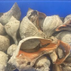 Diggers Catch Seafood