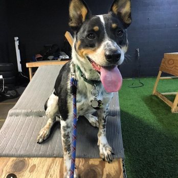 Primal Canine - Agility photo op after group lesson - Pet Training Near Me - Gilroy, California