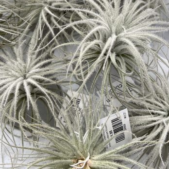 OC Succulents - Nurseries & Gardening Near Me - Irvine, California