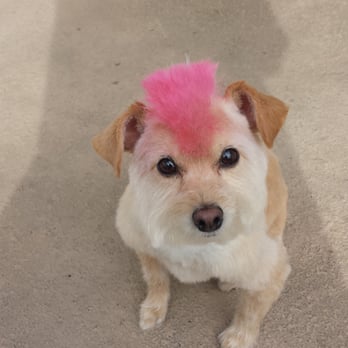 Messy Mutt - PUNK ROCK!!!!! - Pet Groomers Near Me Messy Mutt - PUNK ROCK!!!!! - Pet Groomers Near Me