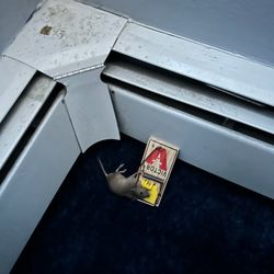 Pest Seeing Angels - Mouse in snap trap