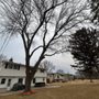Photo of EKJ Tree Service