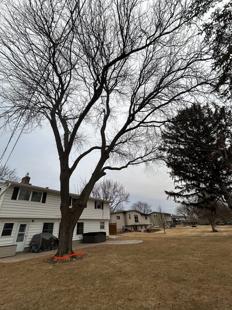 EKJ Tree Service - tree service in Cottage Grove, WI