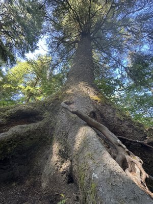 Oswald West State Park by null
