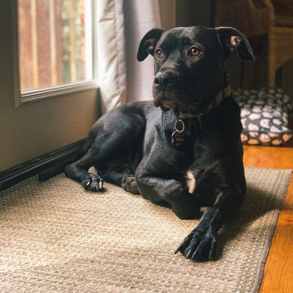 Livable Dog - Our dog - Bear! - Pet Training Near Me Livable Dog - Our dog - Bear! - Pet Training Near Me