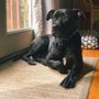 Photo of Livable Dog