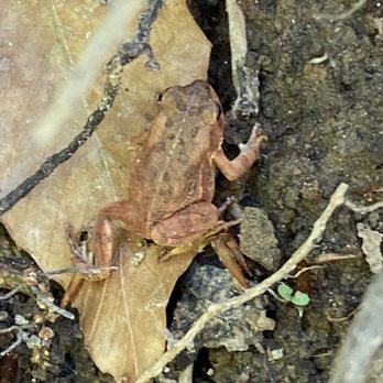 Prince William Forest Park - Frog - Hiking Near Me - Triangle, Virginia Prince William Forest Park - Frog - Hiking Near Me - Triangle, Virginia