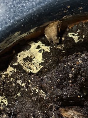 Delamar Mystic by null