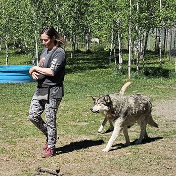 Yamnuska Wolfdog Sanctuary - Lindsay, our guide, followed by 2 of the wolfdogs who are after her treats!! - Tours Near Me - Cochrane, Alberta Yamnuska Wolfdog Sanctuary - Lindsay, our guide, followed by 2 of the wolfdogs who are after her treats!! - Tours Near Me - Cochrane, Alberta