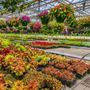 Photo of Stanley's Greenhouse