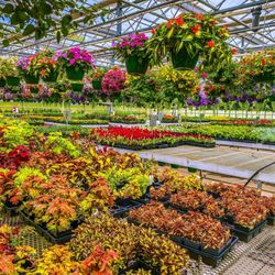 user provided Stanley's Greenhouse photo