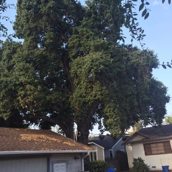 Amazon Tree Service - Before. - Tree Services Near Me Amazon Tree Service - Before. - Tree Services Near Me