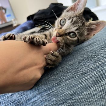Pounce Hawaii - Indy! - Pet Boarding Near Me - Honolulu, Hawaii