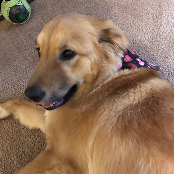 Something to Bark About - She's so fluffy and soft now! - Pet Groomers Near Me - Asheville, North Carolina Something to Bark About - She's so fluffy and soft now! - Pet Groomers Near Me - Asheville, North Carolina