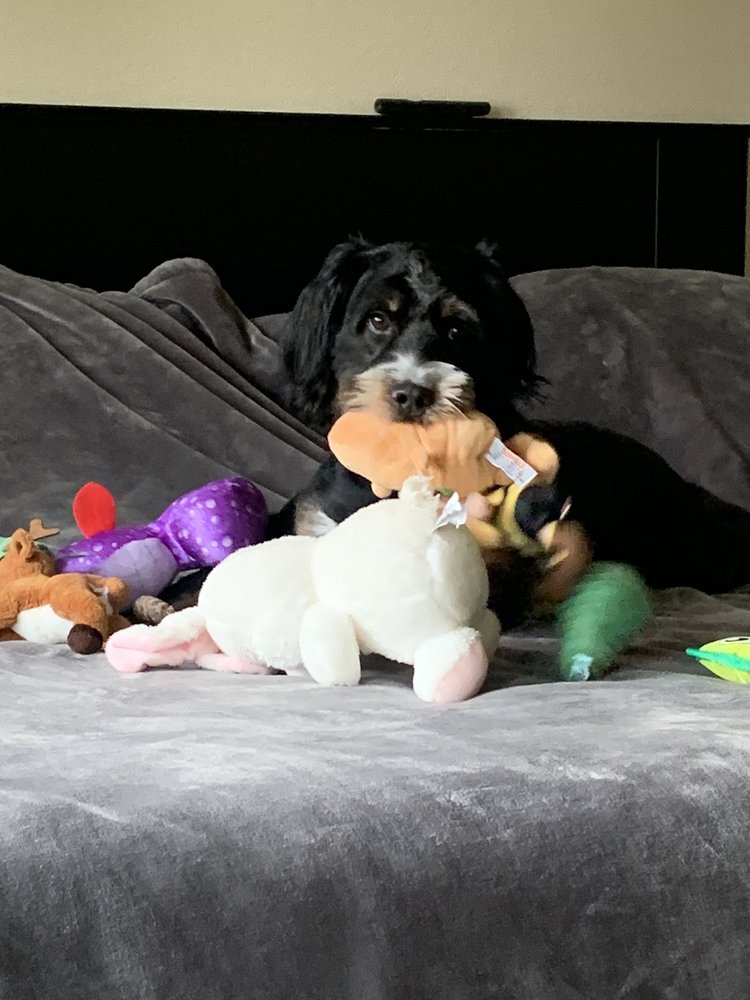 DEVOTED PET SITTING AND DOG TRAINING Updated September 2024 35