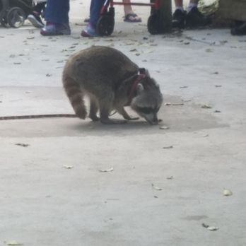 Flamingo Gardens - Olive the raccoon - part of the wildlife encounter - Botanical Gardens Near Me - Davie, Florida Flamingo Gardens - Olive the raccoon - part of the wildlife encounter - Botanical Gardens Near Me - Davie, Florida