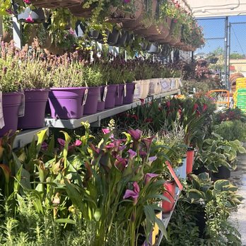 The Home Depot - Flowers - Hardware Stores Near Me - Rockwall, Texas