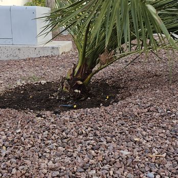 Vegas Best Tree Services - Tree Services Near Me - Las Vegas, Nevada