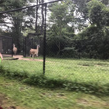 Van Saun County Park - Llama - Parks Near Me - Paramus, New Jersey Van Saun County Park - Llama - Parks Near Me - Paramus, New Jersey