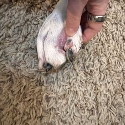 Bartels Busack Pet Hospital Resort & Spa - Same