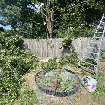 AA Tree Service - Job site left a mess and trees not cut back to trunk as promised - Tree Services Near Me AA Tree Service - Job site left a mess and trees not cut back to trunk as promised - Tree Services Near Me