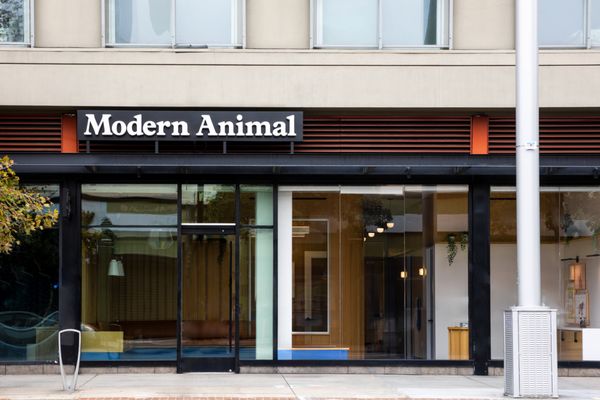 Modern Animal by null