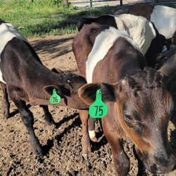 Borntrager Dairy