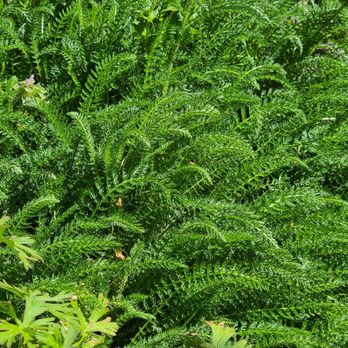 Flourish & Flora - Achilleus Millefolium - Walking Tours Near Me