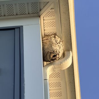 Pest Proof - Large Wasp nest - Pest Control Near Me - Manassas, Virginia