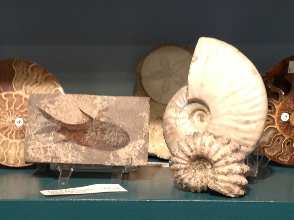 SCALLOPS MINERAL & SHELL EMPORIUM Updated July 2024 65 Daniel St