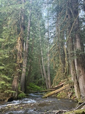 Panther Creek Falls by null