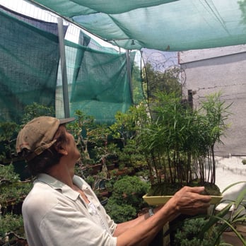 Exotic Bonsai - My new forest held by Rey as a butterfly visits us! - Nurseries & Gardening Near Me - Los Angeles, California Exotic Bonsai - My new forest held by Rey as a butterfly visits us! - Nurseries & Gardening Near Me - Los Angeles, California