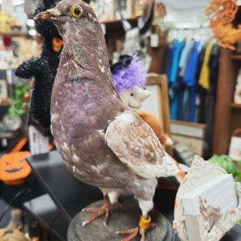 Mill Street Marketplace - Taxidermy pigeon - Public Markets Near Me - Wethersfield, Connecticut Mill Street Marketplace - Taxidermy pigeon - Public Markets Near Me - Wethersfield, Connecticut