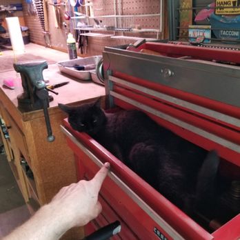 Gypsy Cycles - Shop cat - Bikes Near Me - Yucca Valley, California