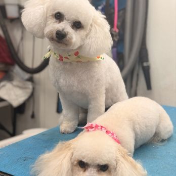 Doggie Day Spa - Pet Groomers Near Me - Inwood, West Virginia Doggie Day Spa - Pet Groomers Near Me - Inwood, West Virginia