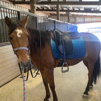 Valley View Equestrian - Elektra - Horseback Riding Near Me - Livermore, California Valley View Equestrian - Elektra - Horseback Riding Near Me - Livermore, California