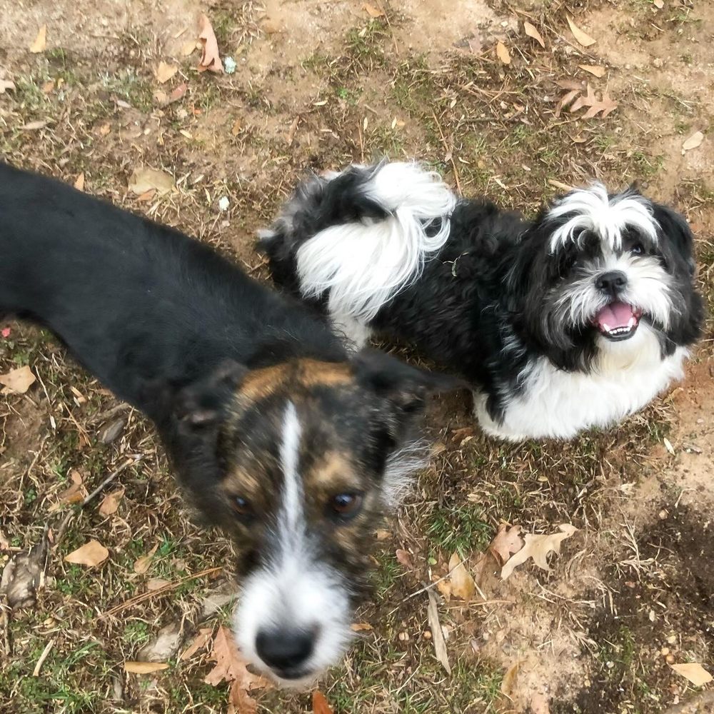 HORTON’S PET HAVEN 44 Photos Stockbridge, Pet Sitting