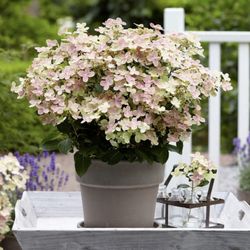 Platt Hill Nursery - Early Evolution stands out as a panicle hydrangeas with a distinctive bloom structure & floral display available at Platt Hill Nursery