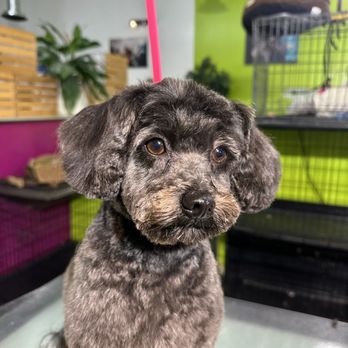 Las Vegas Spaw - After - Pet Groomers Near Me - Las Vegas, Nevada Las Vegas Spaw - After - Pet Groomers Near Me - Las Vegas, Nevada