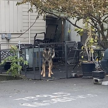 Hanoi Kitchen - Very intimidating and scary dog in the back parking lot. Scared my daughter and I away from this place. - Vietnamese Near Me - Portland, Oregon Hanoi Kitchen - Very intimidating and scary dog in the back parking lot. Scared my daughter and I away from this place. - Vietnamese Near Me - Portland, Oregon