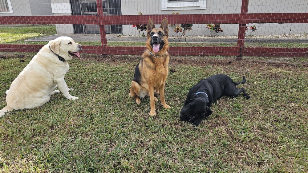 Pawsitively Love West Palm Beach Image