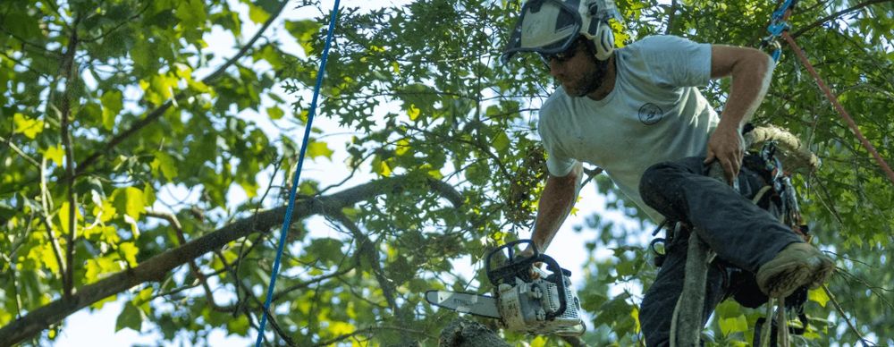 Tree Doctorz - tree service in Downingtown, PA