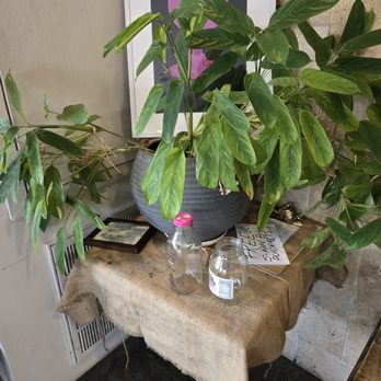 Doshi House - Coffee & Tea Near Me - Houston, Texas