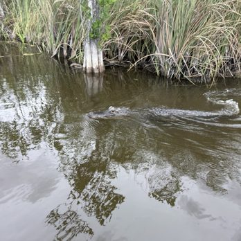 Coopertown Airboats - Alligator - Boat Tours Near Me - Miami, Florida Coopertown Airboats - Alligator - Boat Tours Near Me - Miami, Florida