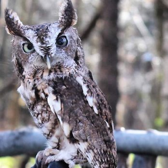 Schlitz Audubon Nature Center - Xtreme Raptor event 2016 - Parks Near Me - Milwaukee, Wisconsin Schlitz Audubon Nature Center - Xtreme Raptor event 2016 - Parks Near Me - Milwaukee, Wisconsin