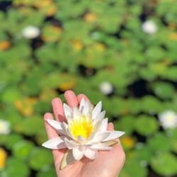 Apshawa Preserve - Water Lilly